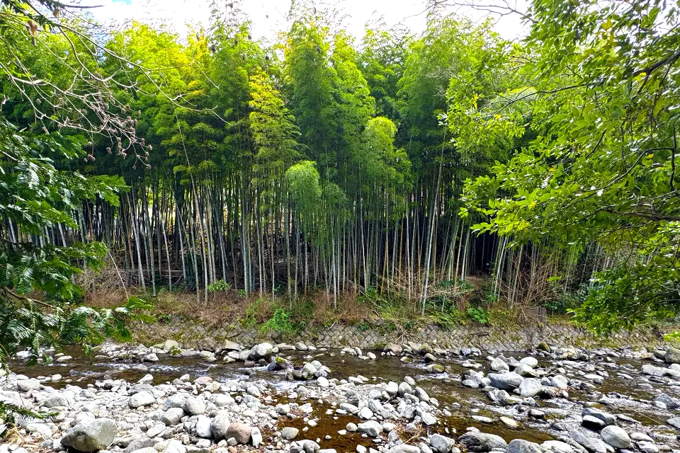 Yugawara 01の2敷地対岸の竹林の写真
